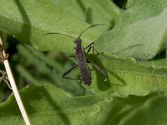 Alydus