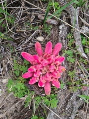 Hyobanche