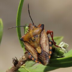 Carpocoris mediterraneus atlanticus