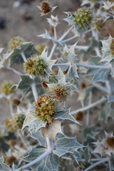 Eryngium maritimum