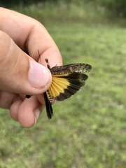 Arphia pseudonietana