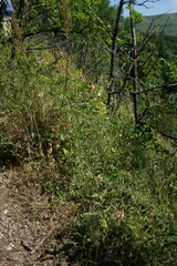 Crepis pulchra