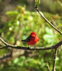 Pyrocephalus rubinus