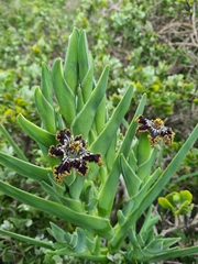 Ferraria crispa