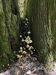 Coprinopsis variegata