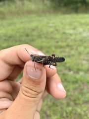 Arphia pseudonietana