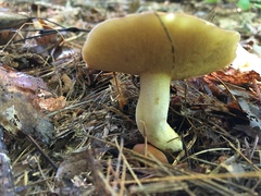 Suillus weaverae