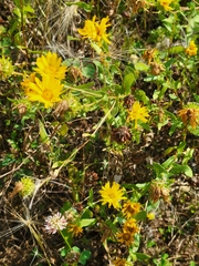 Grindelia squarrosa