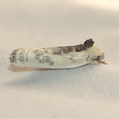 Antaeotricha