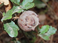 Andricus quercustozae