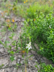 Silene burchellii