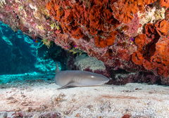 Ginglymostoma cirratum
