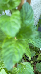 Mentha spicata