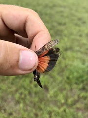 Arphia pseudonietana