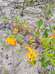 Ruschieae