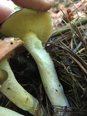 Suillus weaverae