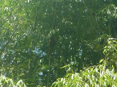 Alouatta seniculus