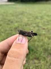 Arphia pseudonietana