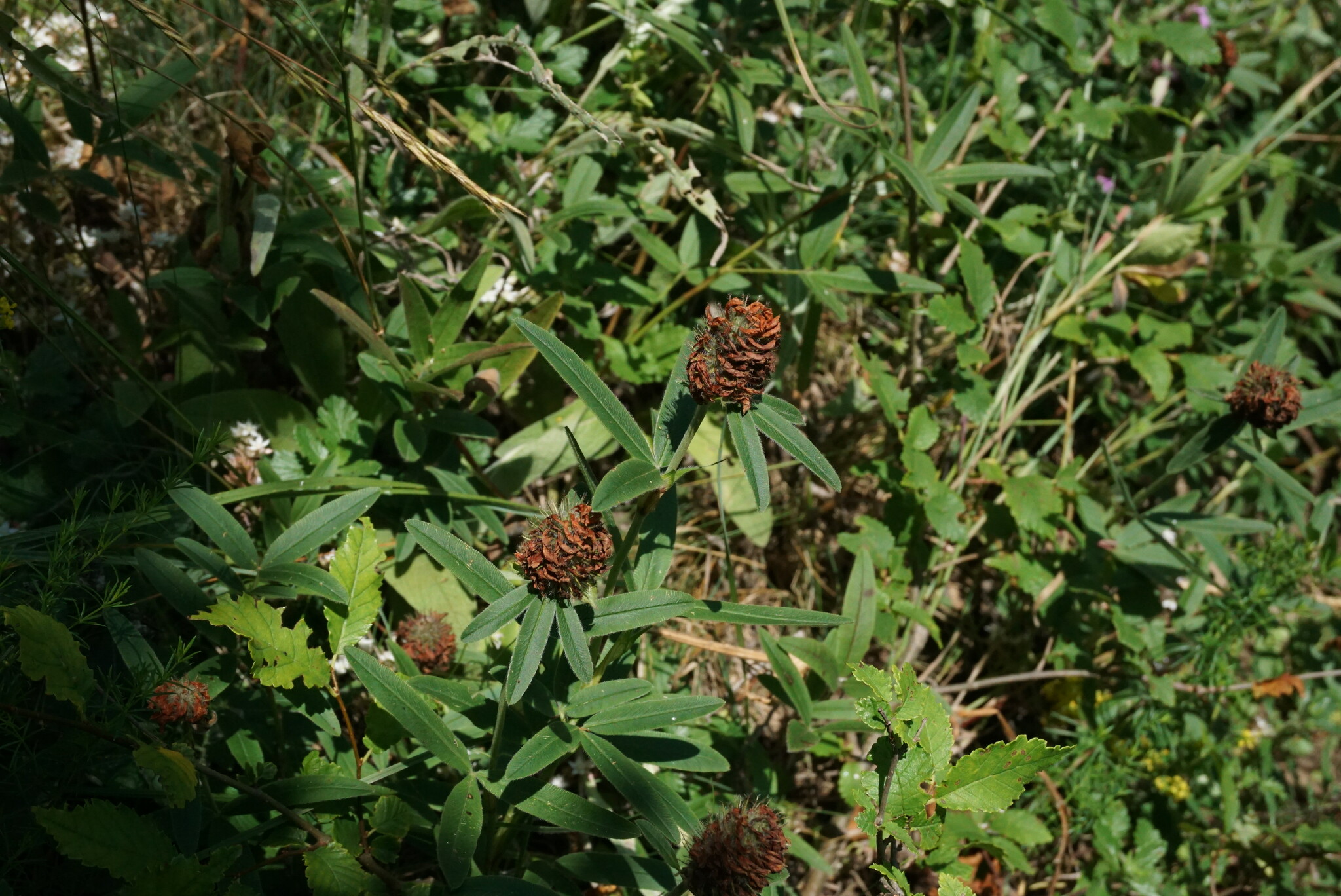 Trifolium alpestre