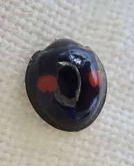 Chilocorus renipustulatus