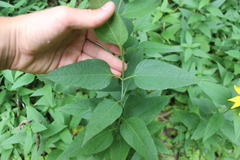 Helianthus strumosus