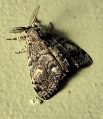 Orgyia pseudotsugata