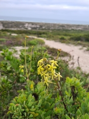 Lyperia