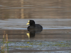 Fulica armillata