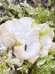 Trametes pubescens