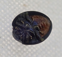 Chilocorus renipustulatus