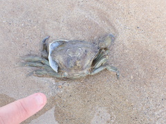 Carcinus maenas