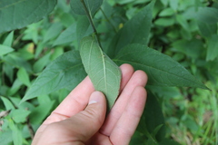 Helianthus strumosus