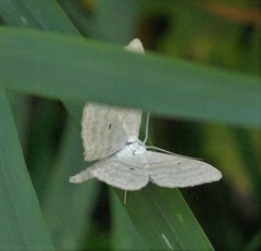 Scopula immutata