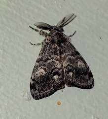 Orgyia pseudotsugata