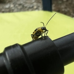 Diabrotica undecimpunctata