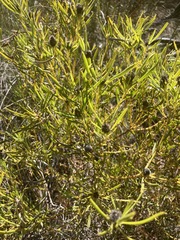 Leucadendron salignum