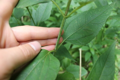 Helianthus strumosus