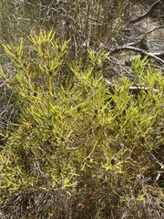 Leucadendron salignum