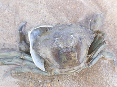 Carcinus maenas