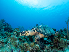 Eretmochelys imbricata