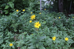 Helianthus strumosus