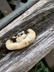 Gloeophyllaceae