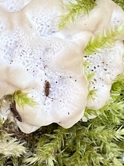 Trametes pubescens