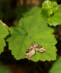 Xanthorhoe lacustrata