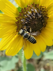 Megachile parallela