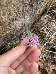 Monardella purpurea
