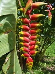 Heliconia