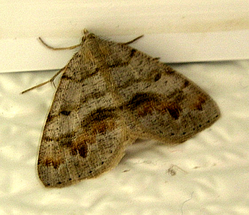 False bruce spanworm photo 2