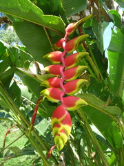 Heliconia