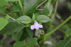 Mimulus alatus